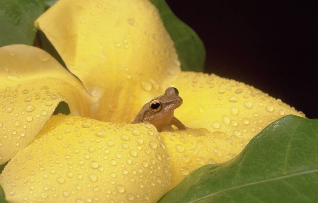 coqui treefrog